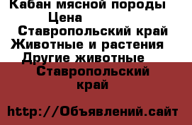 Кабан мясной породы › Цена ­ 20 000 - Ставропольский край Животные и растения » Другие животные   . Ставропольский край